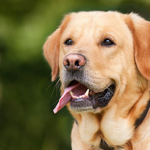  un chiot soin pharmacie Beaujean