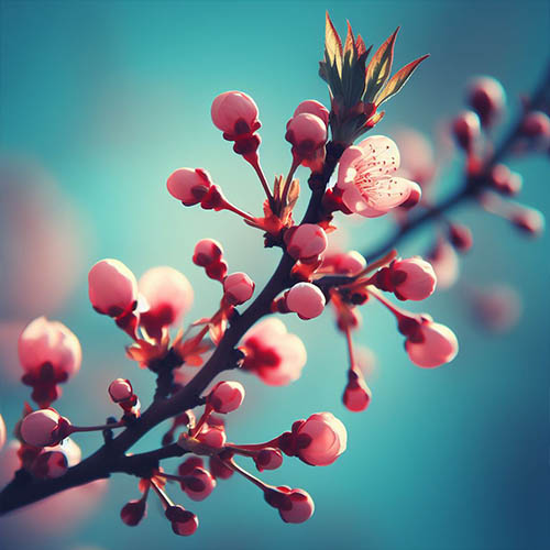 Gemmothérapie herboristerie Saint-Augustin